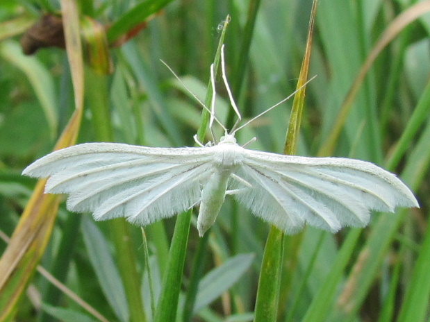 pierkavec povojový Pterophorus pentadactyla