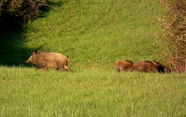 diviak lesný  Sus scrofa