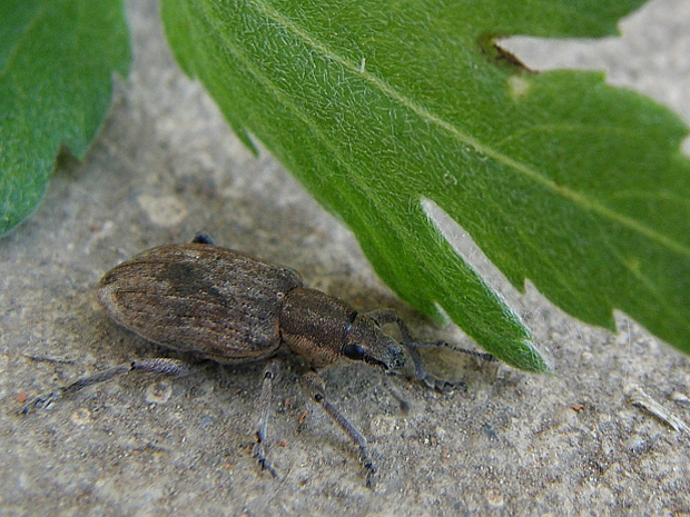 dlhánik burinný Tanymecus palliatus