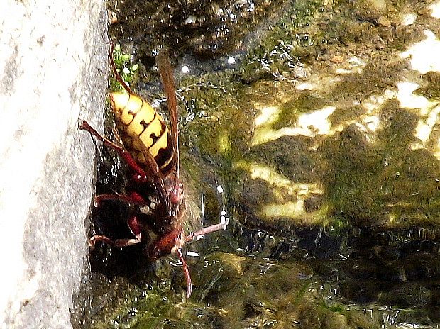 sršeň obyčajný Vespa crabro