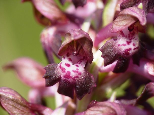 červenohlav ploštičný Anacamptis coriophora (L.) R. M. Bateman, A. M. Pringeon & M. W. Chase