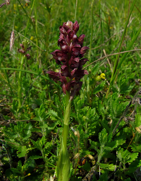 červenohlav ploštičný Anacamptis coriophora (L.) R. M. Bateman, A. M. Pringeon & M. W. Chase