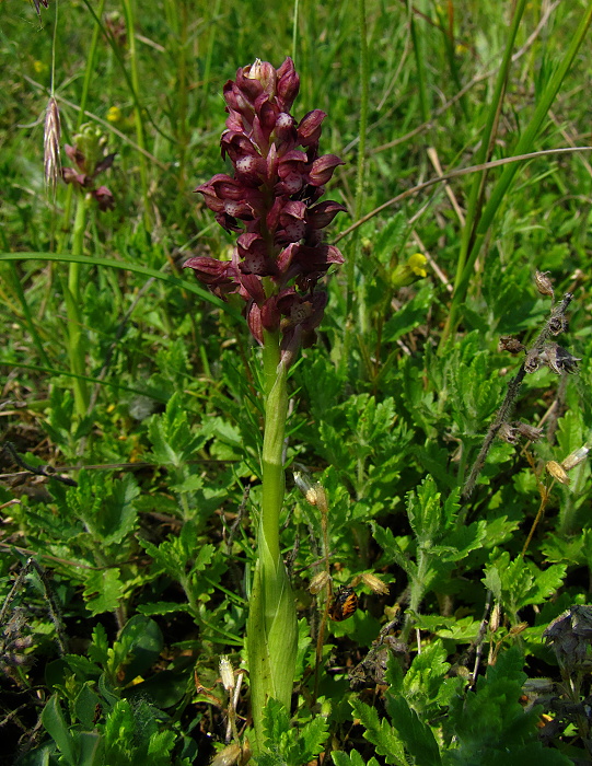 červenohlav ploštičný Anacamptis coriophora (L.) R. M. Bateman, A. M. Pringeon & M. W. Chase