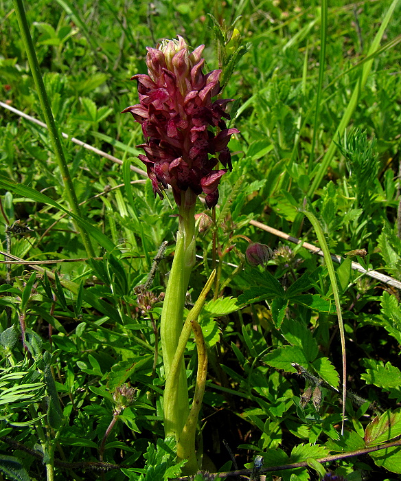 červenohlav ploštičný Anacamptis coriophora (L.) R. M. Bateman, A. M. Pringeon & M. W. Chase