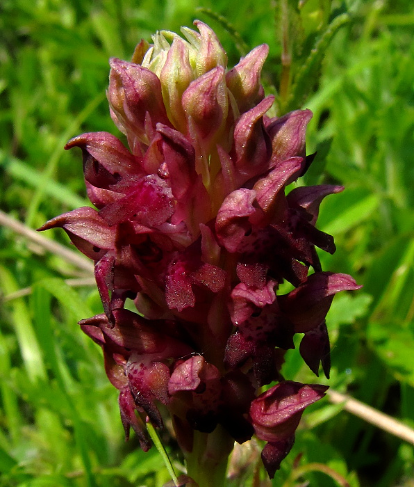 červenohlav ploštičný Anacamptis coriophora (L.) R. M. Bateman, A. M. Pringeon & M. W. Chase