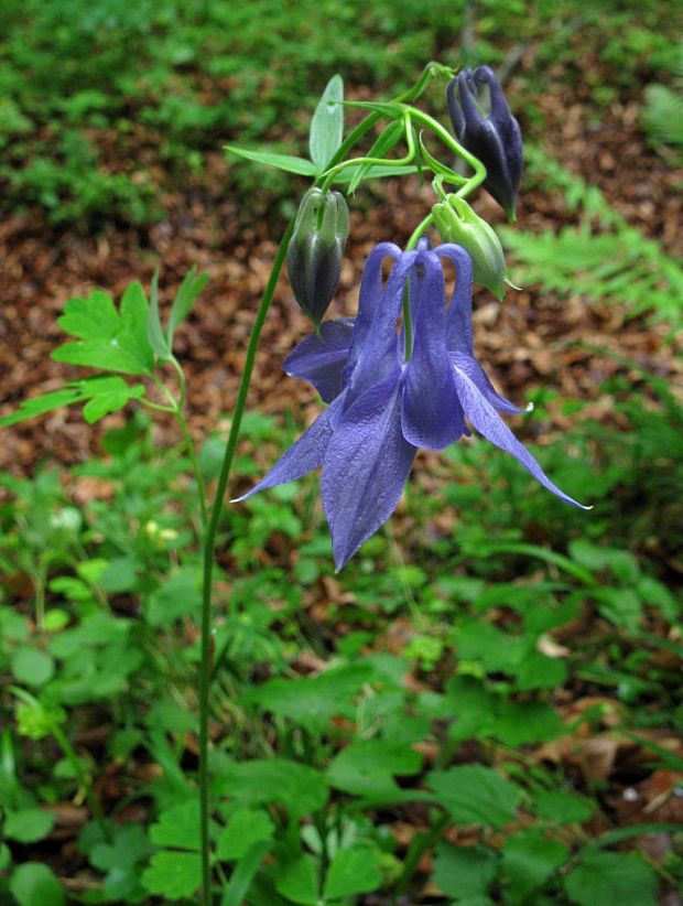 orlíček obyčajný Aquilegia vulgaris L.