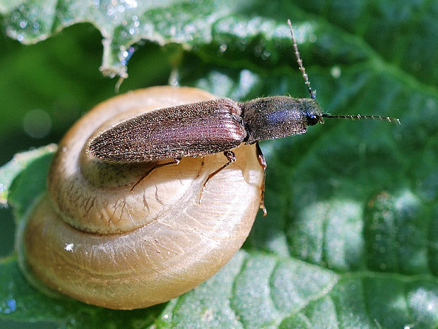 kováčik červenobruchý   Athous haemorrhoidalis