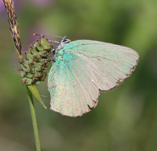 ostôzkar černicový - ostruháček ostružinový Callophrys rubi