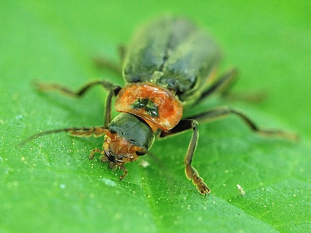 snehuľčík obyčajný  Cantharis fusca