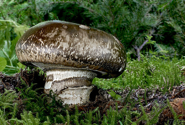 náramkovka cisárska Catathelasma imperiale (P. Karst.) Singer