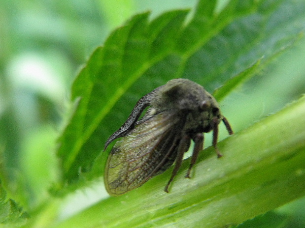 trňovka liesková Centrotus cornutus Linnaeus, 1758