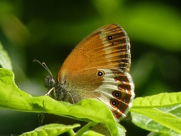 očkáň medničkový Coenonympha arcania