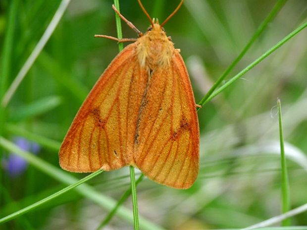 spriadač chrastavcový♀ Diacrisia sannio Linnaeus,1758