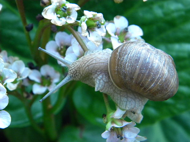 slimák záhradný Helix pomatia