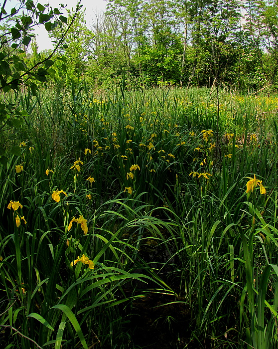 kosatec žltý Iris pseudacorus L.