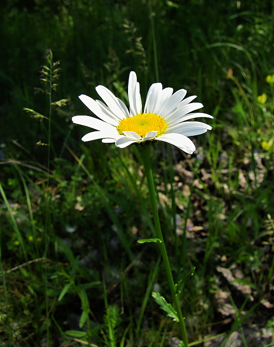 margaréta biela Leucanthemum vulgare Lam.