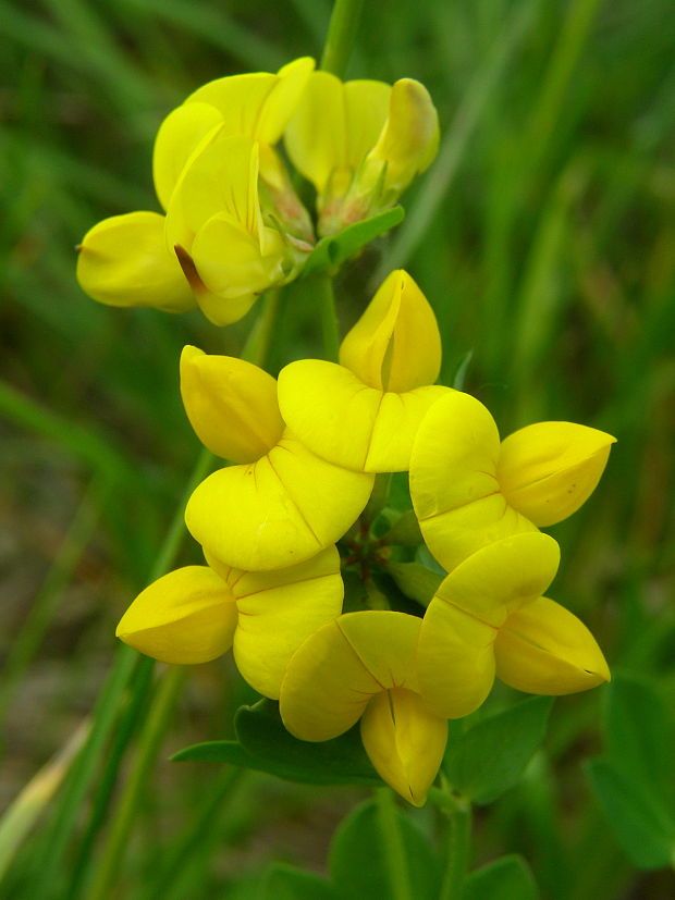 ľadenec rožkatý Lotus corniculatus L.