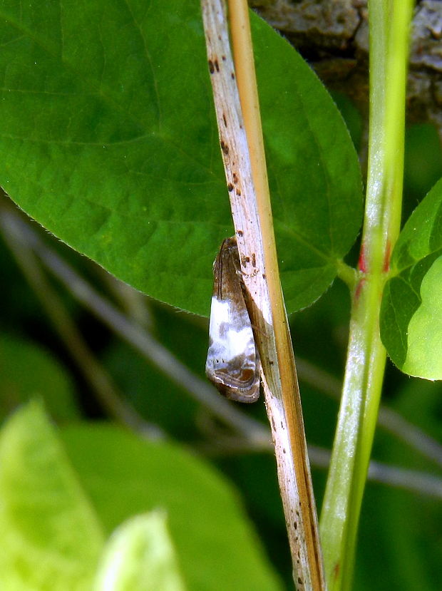 obaľovač trojbodý  Notocelia cynosbatella