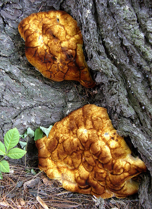 hnedák Schweinitzov Phaeolus schweinitzii (Fr.) Pat.