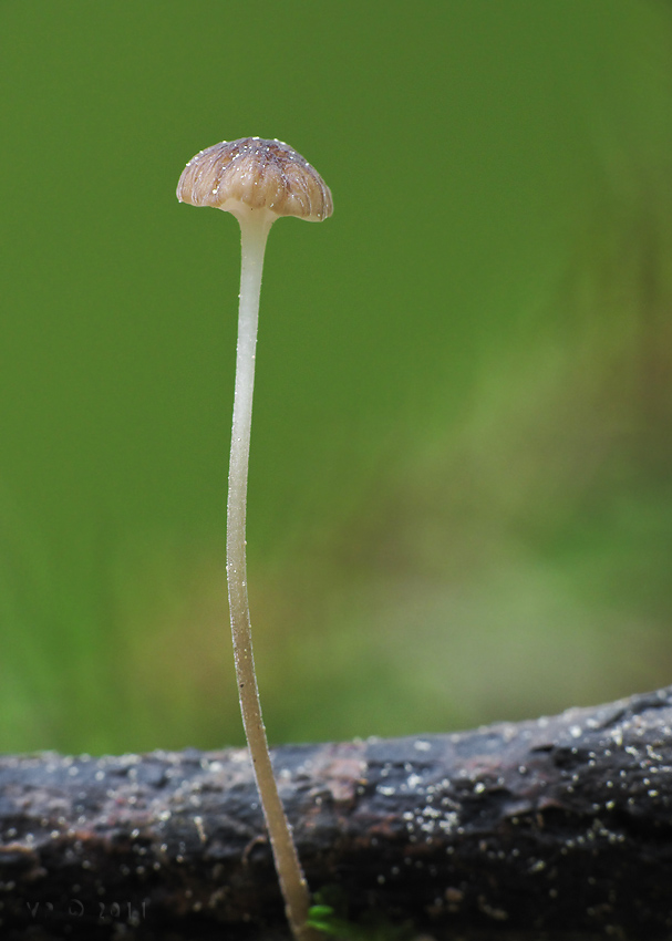 prilbička tenkohlúbiková Phloeomana speirea (Fr.) Redhead