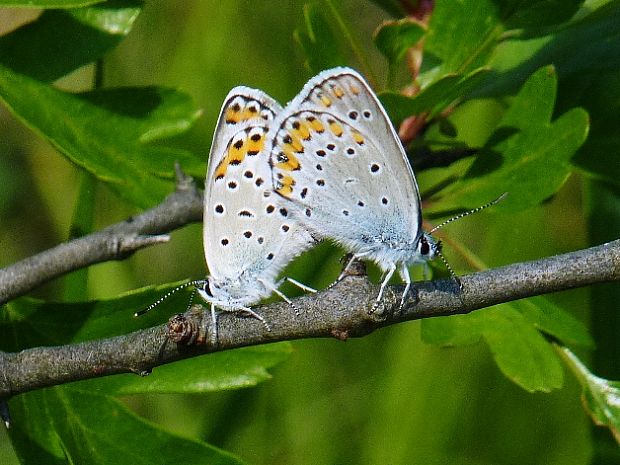 modráčik vresoviskový Plebejus argyrognomon