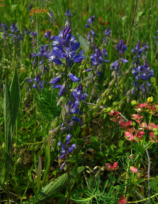 horčinka obyčajná Polygala vulgaris L.