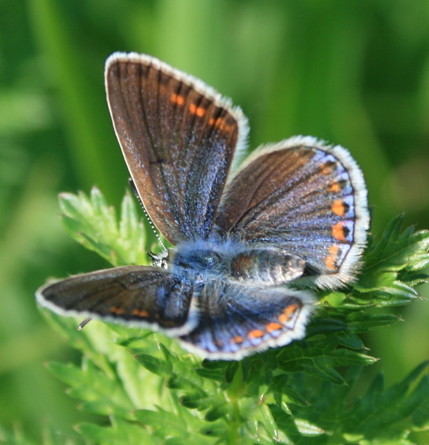 modráčik obyčajný - modrásek jehlicový♀ Polyommatus icarus