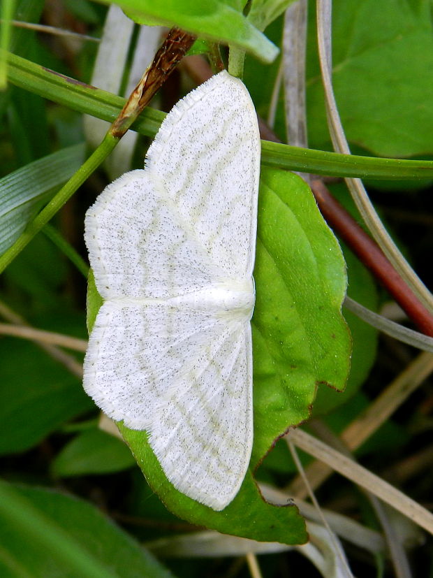 piadica lúčna Scopula umbelaria