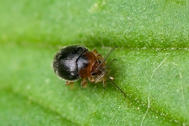 lienka Scymnus auritus (cf.)