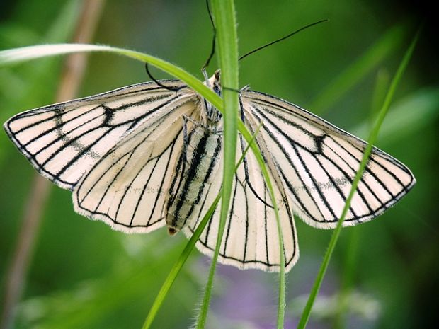 piadivka žilkovaná Siona lineata