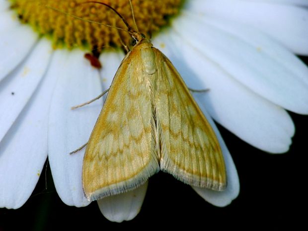 vijačka lobodová Sitochroa verticalis Linnaeus,1758