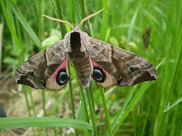 lišaj pávooký Smerinthus ocellatus