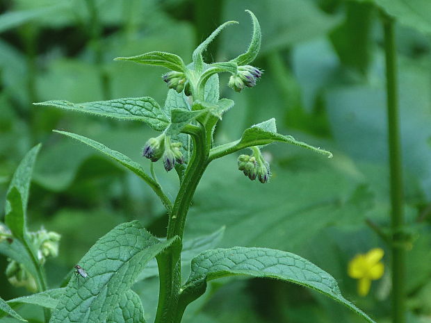 kostihoj lekársky Symphytum officinale L.