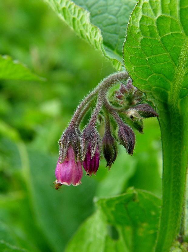 kostihoj lekársky Symphytum officinale L.