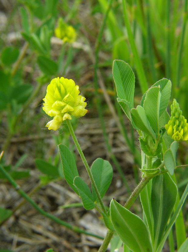 ďatelina poľná Trifolium campestre Schreb.