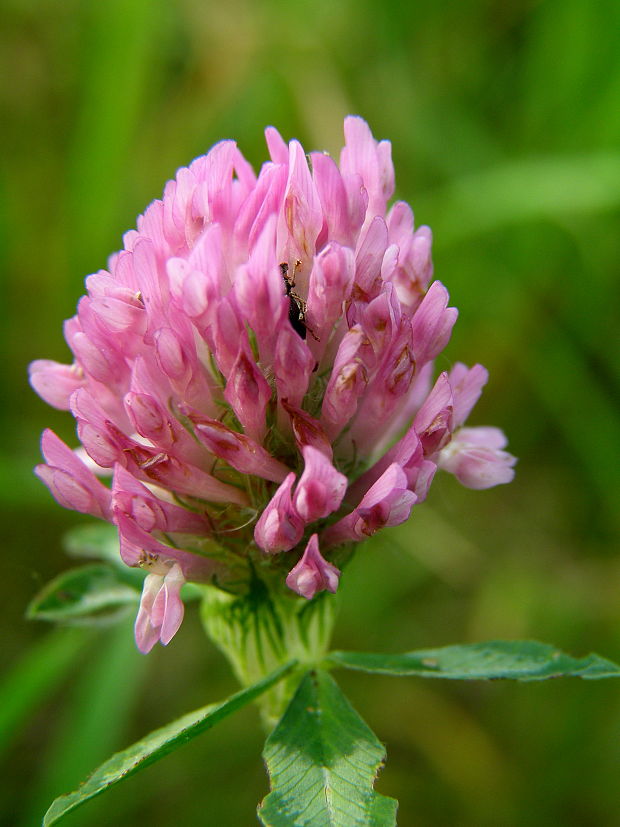 ďatelina lúčna Trifolium pratense L.