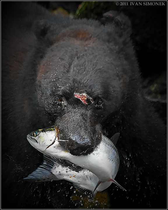 "JSEM ZLEJ  A RAD SE PERU". Ursus americanus