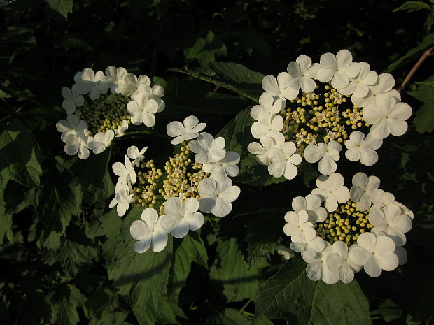 kalina obyčajná Viburnum opulus L.