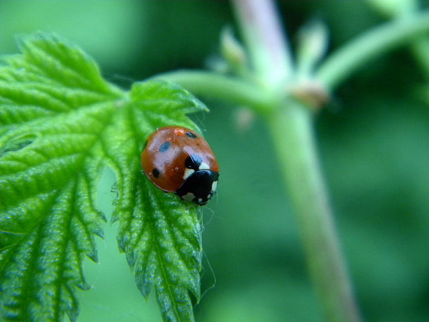 lienka sedembodková coccinela septempuctata