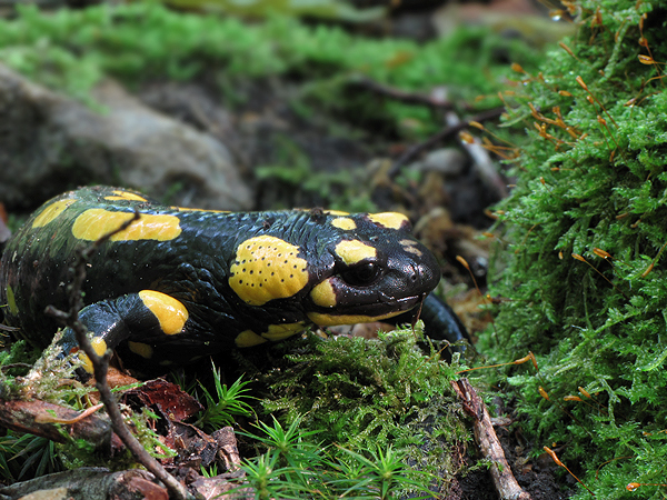 salamandra škrnitá salamandra salamandra