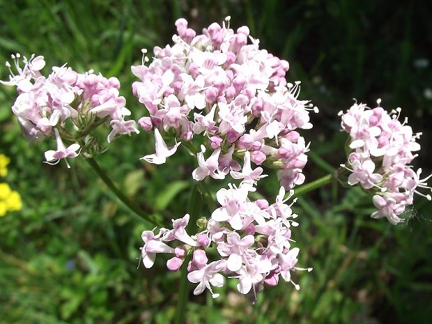 valeriána lekárska... (Valeriana officinalis L.)