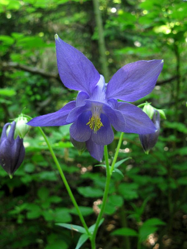 orlíček obyčajný Aquilegia vulgaris L.