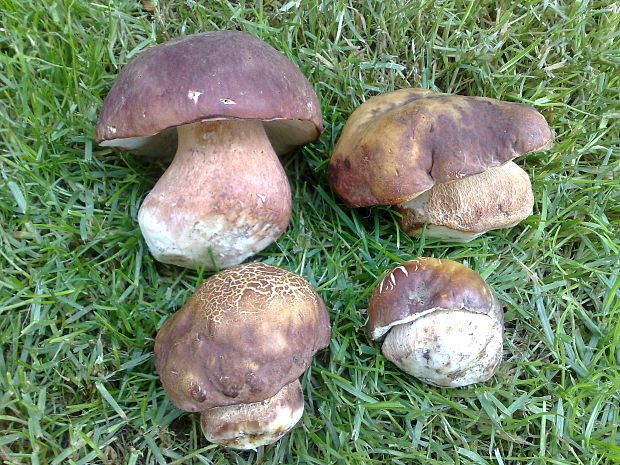 hríb sosnový Boletus pinophilus Pil. et Dermek in Pil.