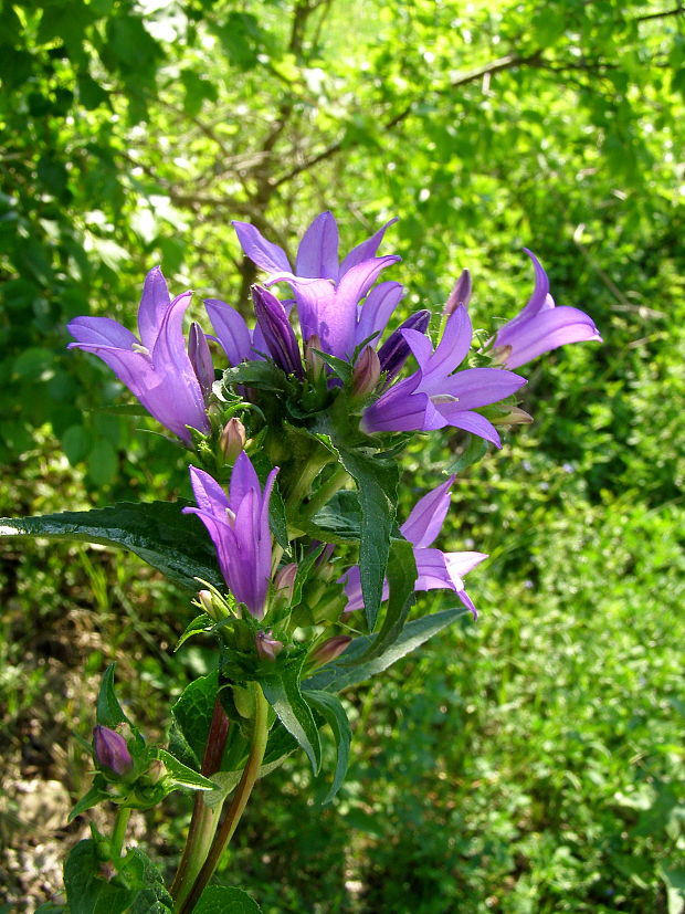 zvonček klbkatý pravý Campanula glomerata subsp. glomerata L.