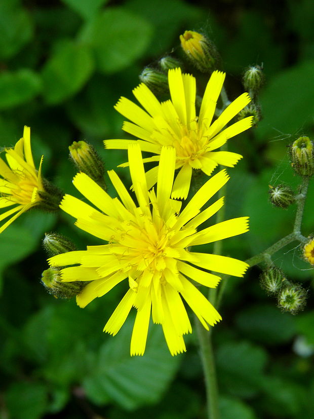 škarda mäkká jastrabníkovitá Crepis mollis subsp. hieracioides (Waldst. et Kit.) Domin