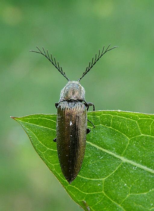 kováčik zelený Ctenicera pectinicornis