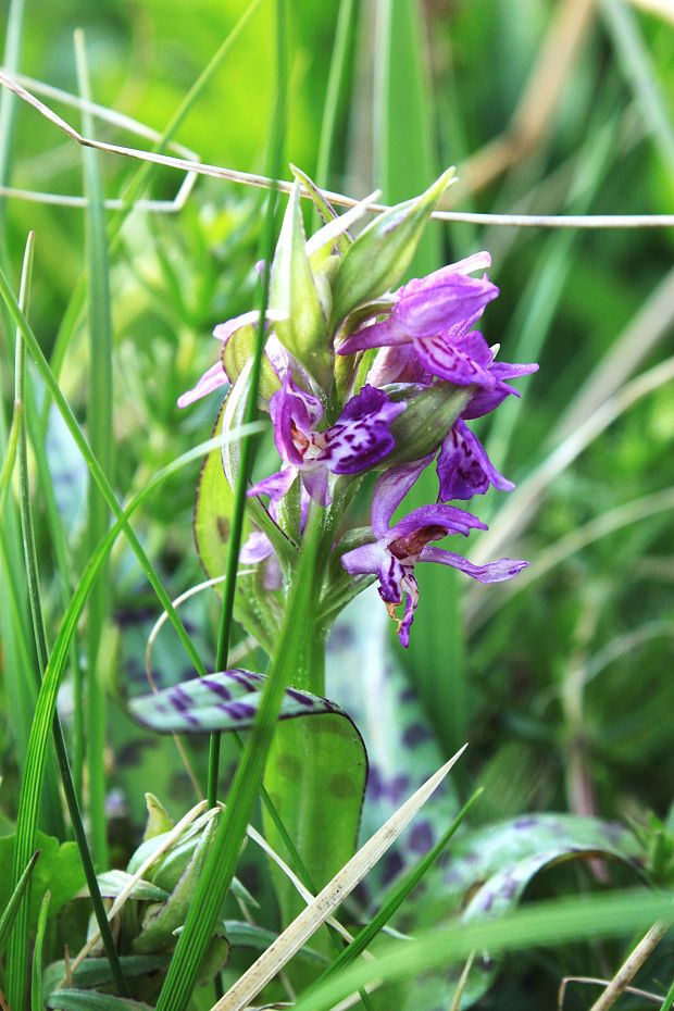 vstavačovec májový pravý Dactylorhiza majalis subsp. majalis (Reincherb.) Hunt & Summerh.