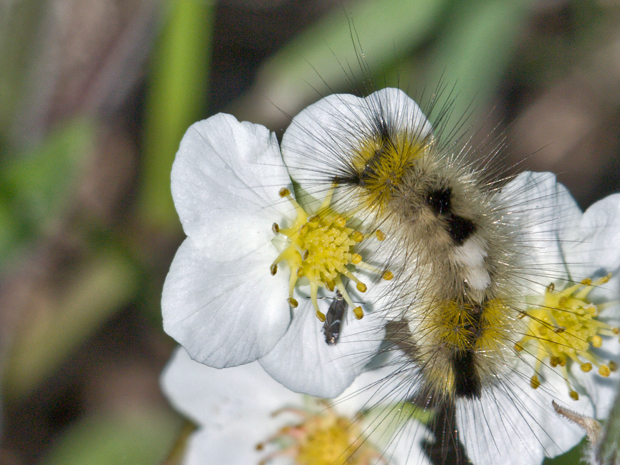 štetinavec ďatelinový, húsenica.  Dicallomera fascelina