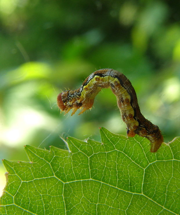 piadivka zimná Erannis defoliaria