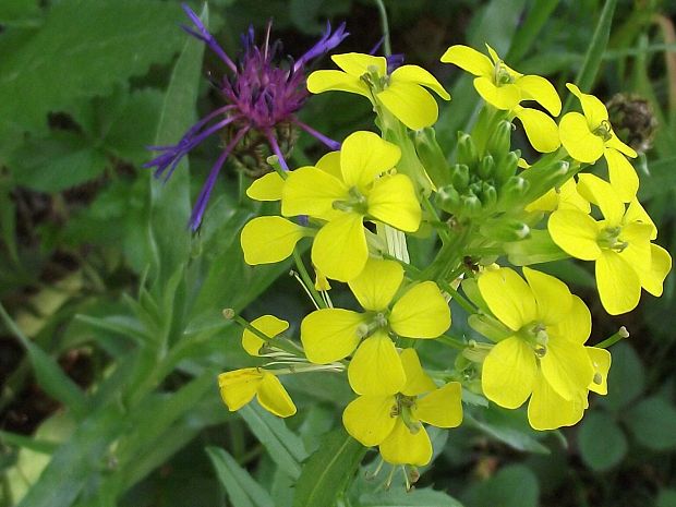 horčičník voňavý ... Erysimum odoratum ...